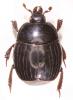 Margarinotus carbonarius carbonarius